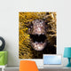 Close-up Angry Spotted Moray Wall Decal