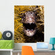 Close-up Angry Spotted Moray Wall Decal