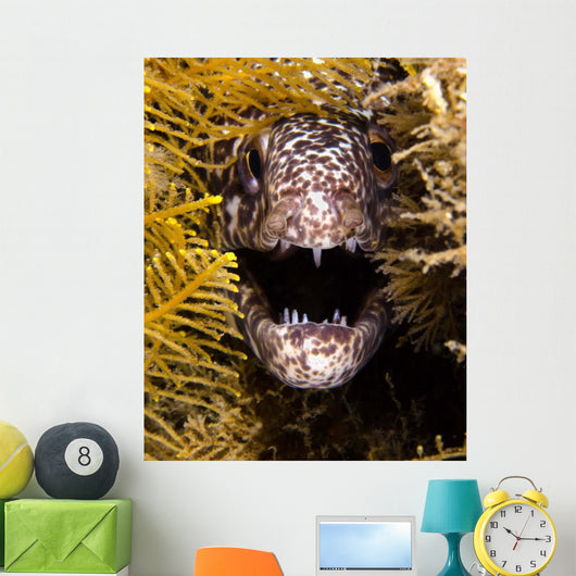 Close-up Angry Spotted Moray Wall Decal
