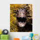 Close-up Angry Spotted Moray Wall Decal