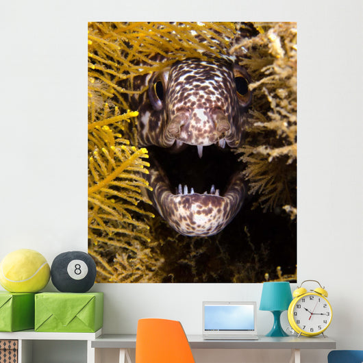 Close-up Angry Spotted Moray Wall Decal