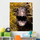 Close-up Angry Spotted Moray Wall Decal