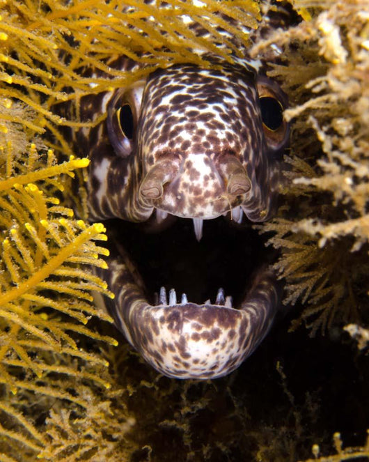 Close-up Angry Spotted Moray Wall Decal
