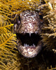 Close-up Angry Spotted Moray Wall Decal