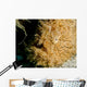 Close-up Head Striated Frogfish Wall Decal