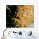 Close-up Head Striated Frogfish Wall Decal