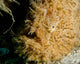 Close-up Head Striated Frogfish Wall Decal