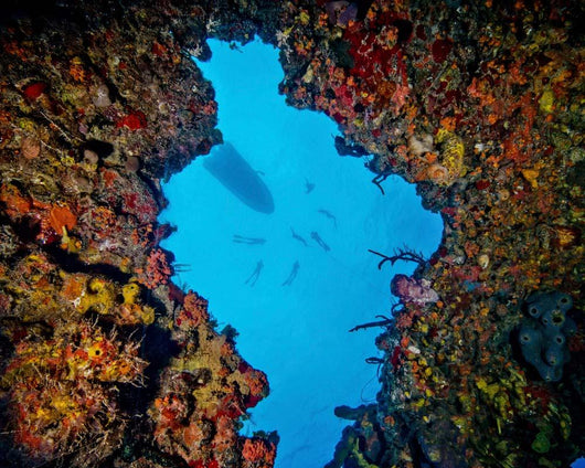 World Champion Free Diver Wall Decal