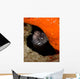 Moray Eel Peeking Its Wall Decal
