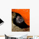 Moray Eel Peeking Its Wall Decal