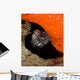 Moray Eel Peeking Its Wall Decal