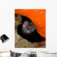 Moray Eel Peeking Its Wall Decal