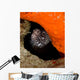 Moray Eel Peeking Its Wall Decal