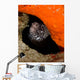 Moray Eel Peeking Its Wall Decal