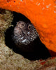 Moray Eel Peeking Its Wall Decal