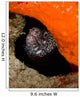 Moray Eel Peeking Its Wall Decal