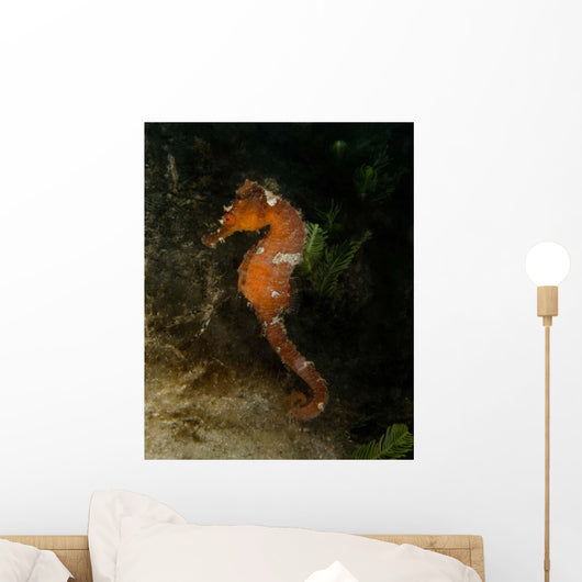 Orange Seahorse West Palm Wall Decal Design 2
