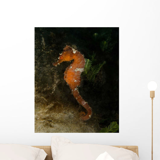Orange Seahorse West Palm Wall Decal Design 2
