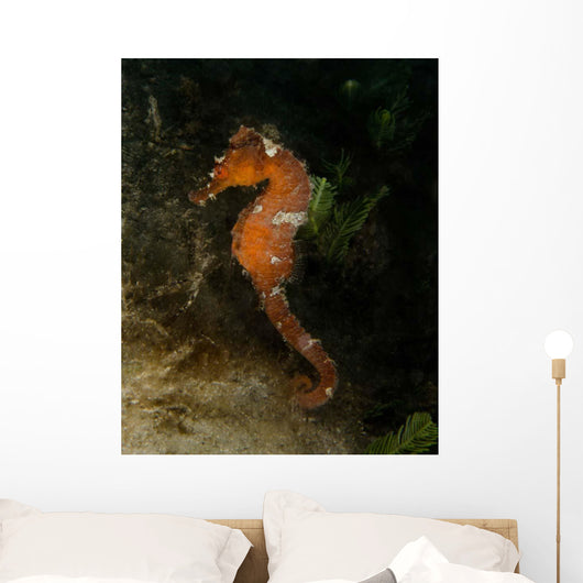 Orange Seahorse West Palm Wall Decal Design 2