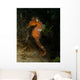 Orange Seahorse West Palm Wall Decal Design 2
