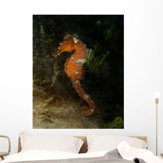 Orange Seahorse West Palm Wall Decal Design 2