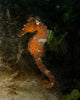 Orange Seahorse West Palm Wall Decal Design 2