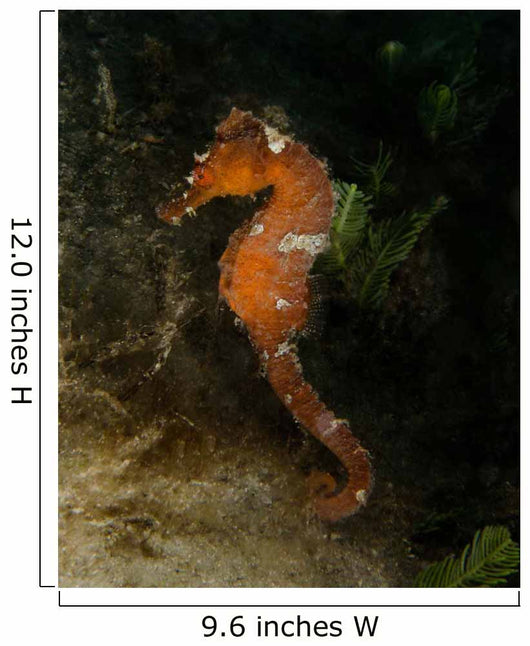 Orange Seahorse West Palm Wall Decal Design 2