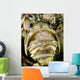 Male Jawfish with Brood Wall Decal