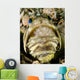 Male Jawfish with Brood Wall Decal