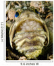 Male Jawfish with Brood Wall Decal