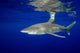 Oceanic Whitetip Shark with Wall Decal Design 3