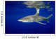Oceanic Whitetip Shark with Wall Decal Design 3