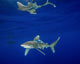 Oceanic Whitetip Shark with Wall Decal Design 2