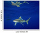 Oceanic Whitetip Shark with Wall Decal Design 2