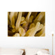 Cleaner Shrimp Anemone Curacao Wall Decal