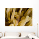 Cleaner Shrimp Anemone Curacao Wall Decal