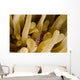 Cleaner Shrimp Anemone Curacao Wall Decal