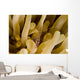 Cleaner Shrimp Anemone Curacao Wall Decal