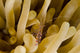 Cleaner Shrimp Anemone Curacao Wall Decal
