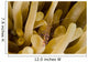 Cleaner Shrimp Anemone Curacao Wall Decal