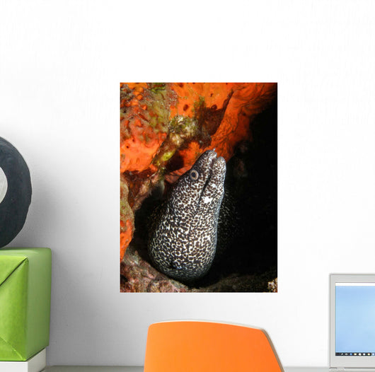 Spotted Moray Eel Bright Wall Decal