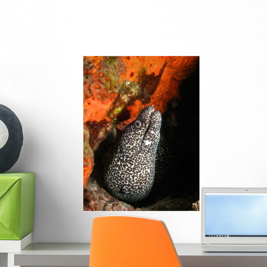 Spotted Moray Eel Bright Wall Decal