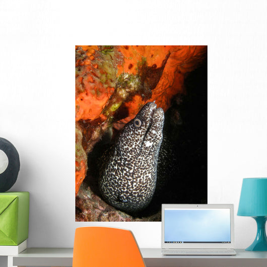 Spotted Moray Eel Bright Wall Decal