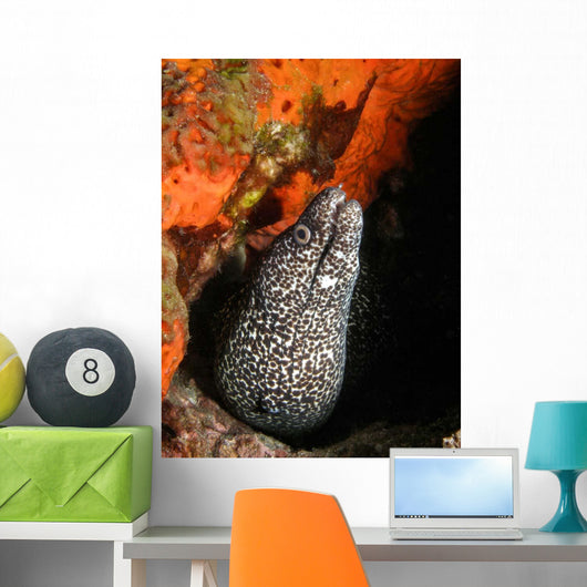 Spotted Moray Eel Bright Wall Decal