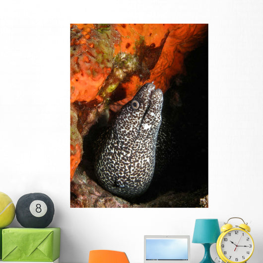 Spotted Moray Eel Bright Wall Decal