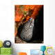 Spotted Moray Eel Bright Wall Decal