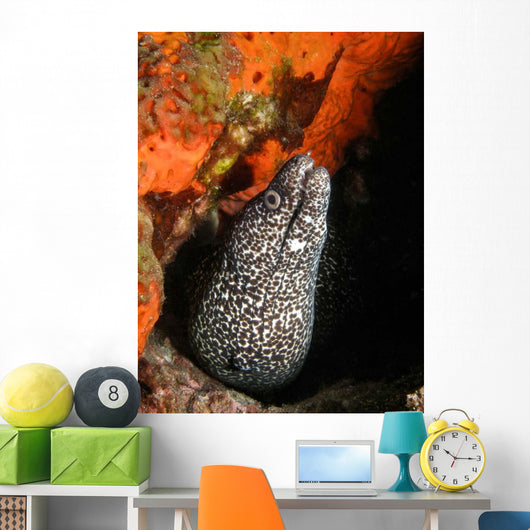 Spotted Moray Eel Bright Wall Decal