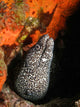 Spotted Moray Eel Bright Wall Decal