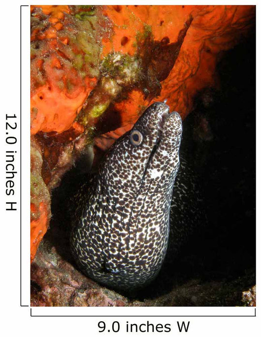 Spotted Moray Eel Bright Wall Decal