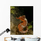 Orange Seahorse West Palm Wall Decal Design 1